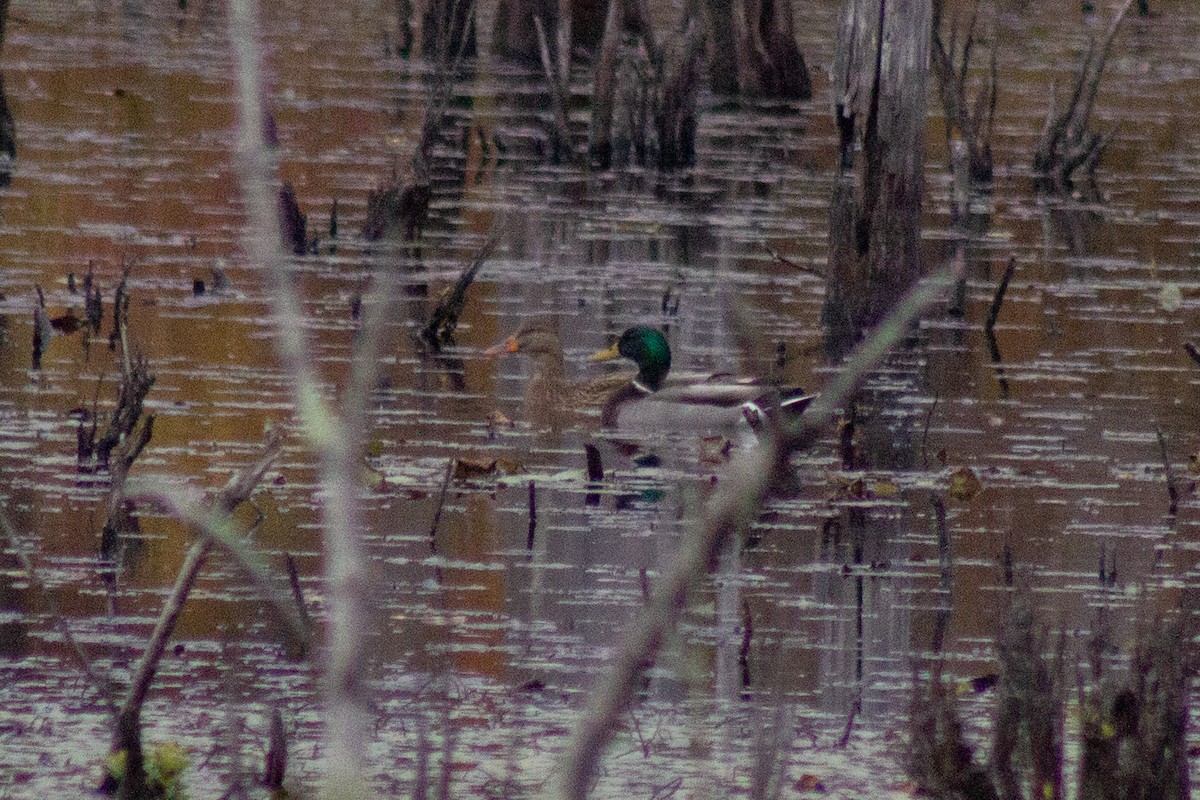 Зэрлэг нугас - ML644569790