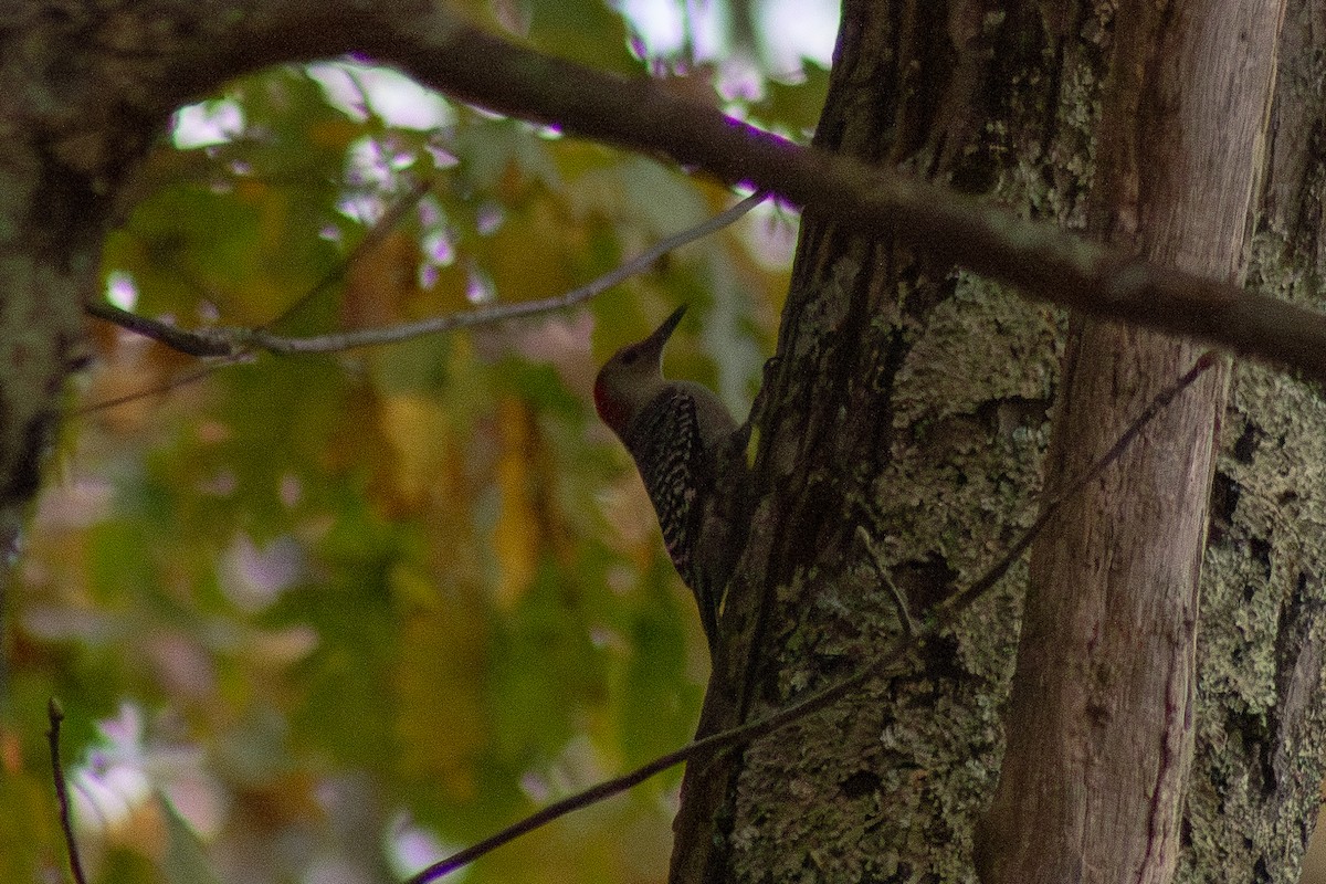 Carolinaspecht - ML644569799