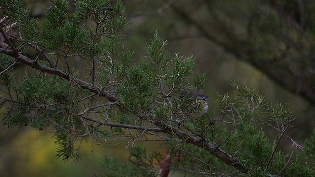 Yellow-rumped Warbler (Myrtle) - ML644569801