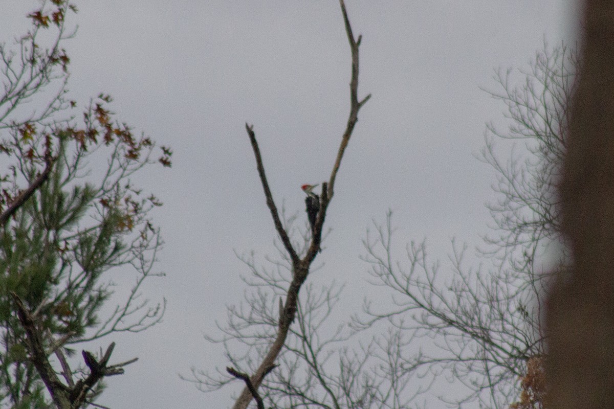 Pileated Woodpecker - ML644569802