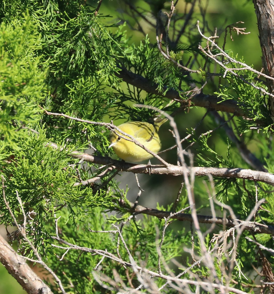 Tennessee Warbler - ML644569804