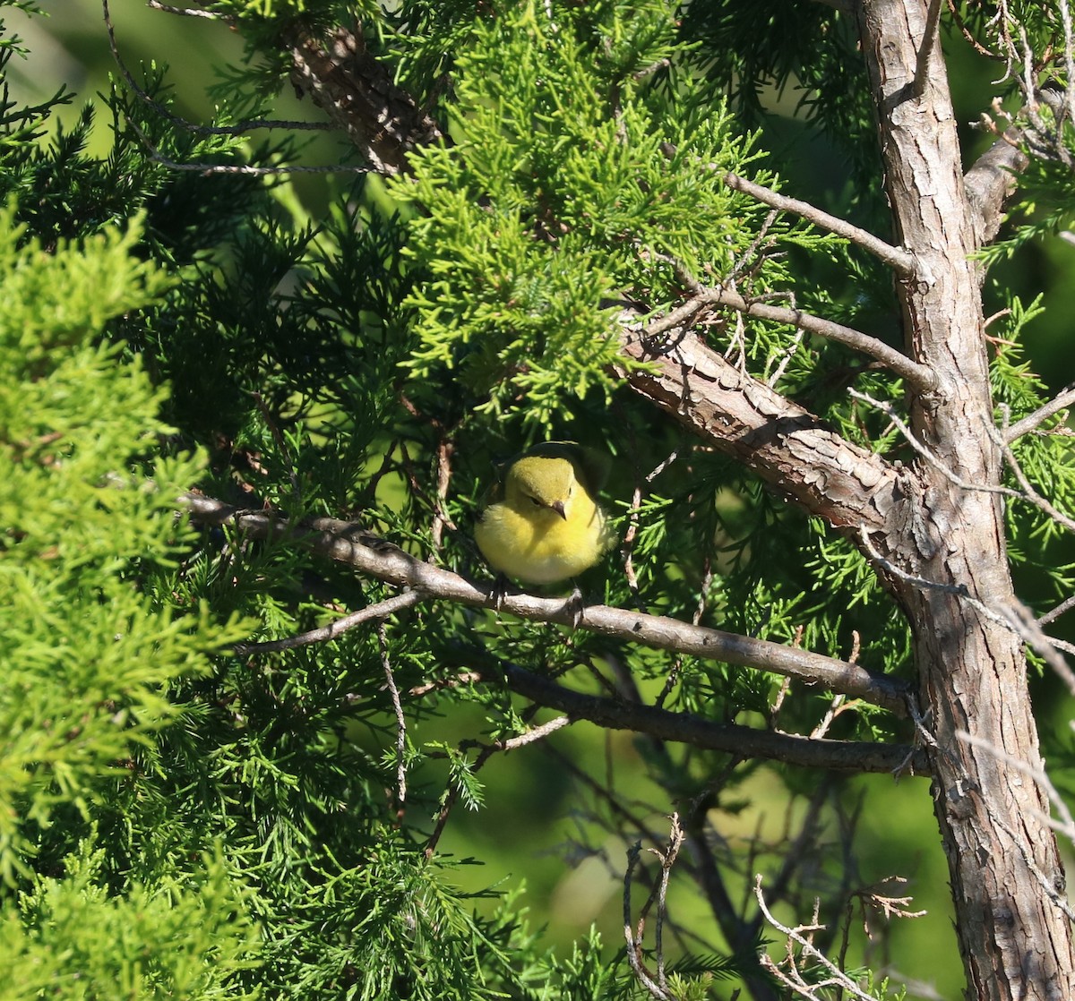 Tennessee Warbler - ML644569805