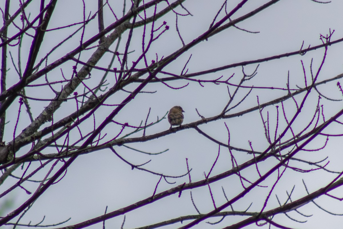 American Goldfinch - ML644569808