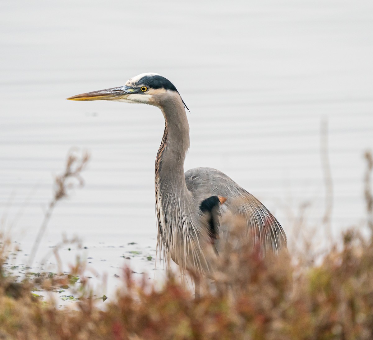 Чапля північна - ML644569810