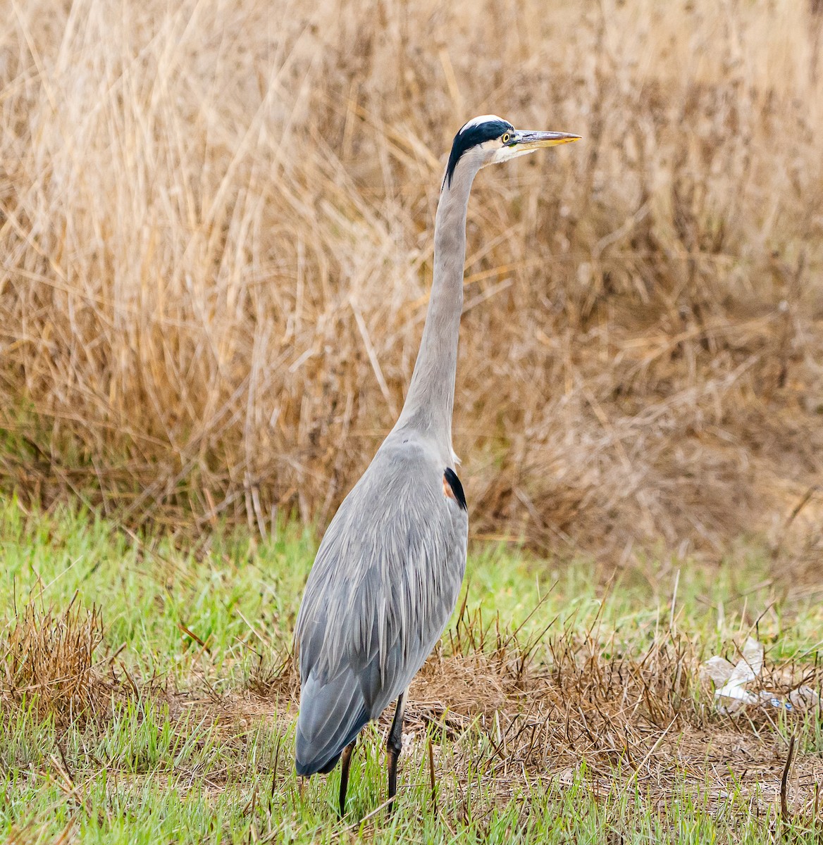Чапля північна - ML644569811