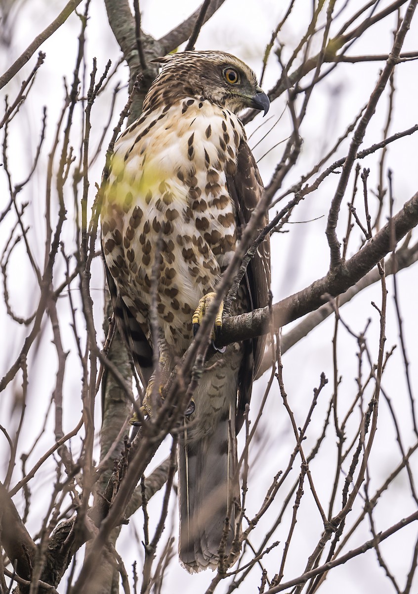 カンムリオオタカ - ML644569815