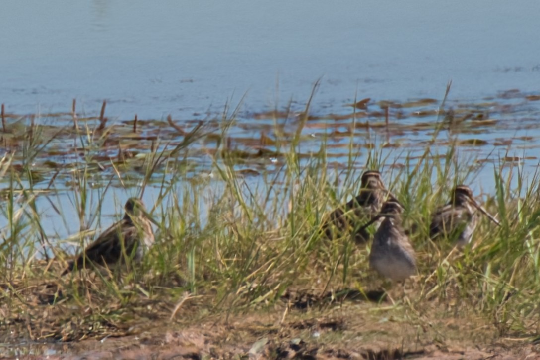 Wilson's Snipe - ML644569827