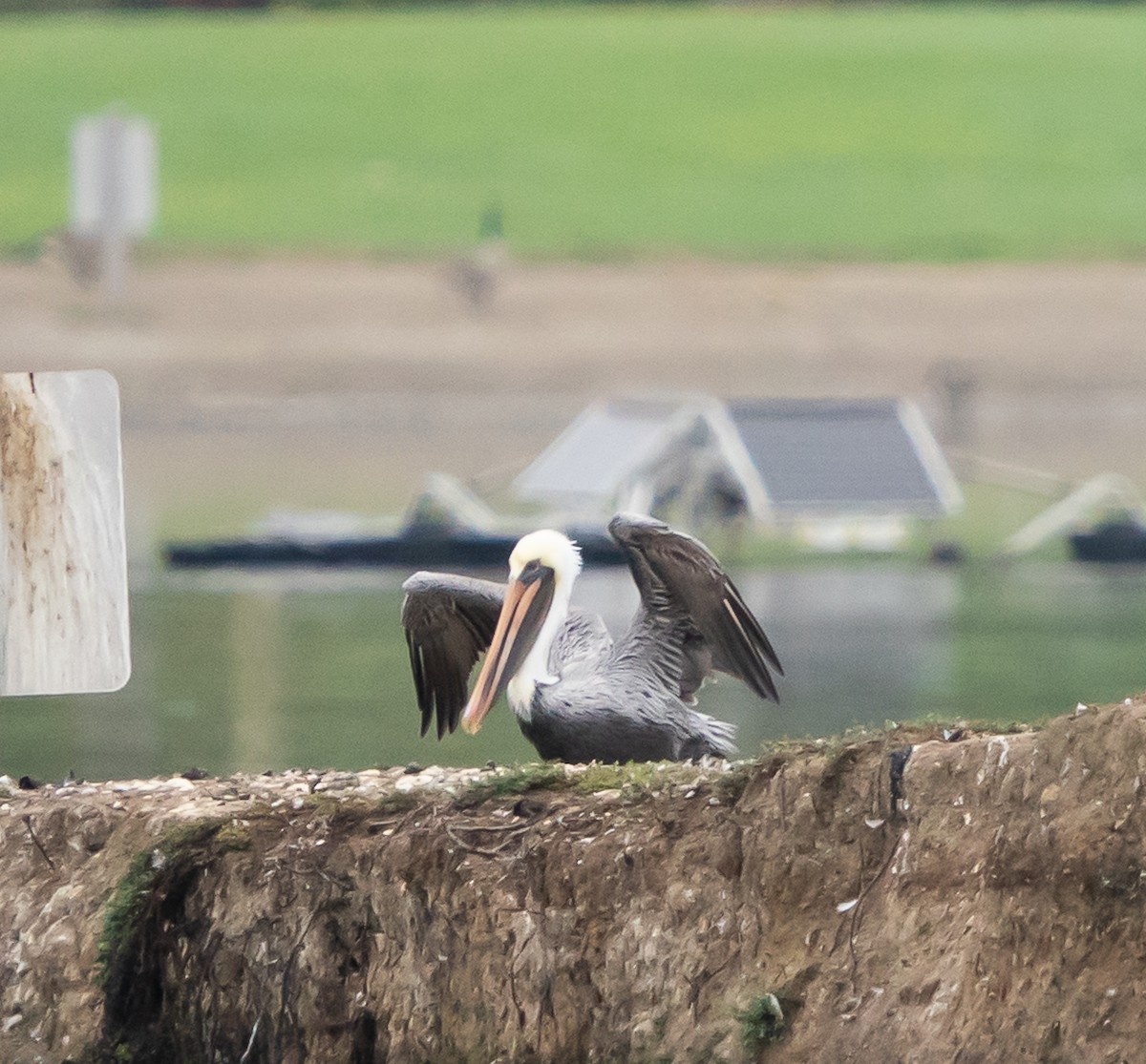 Пелікан бурий - ML644569831