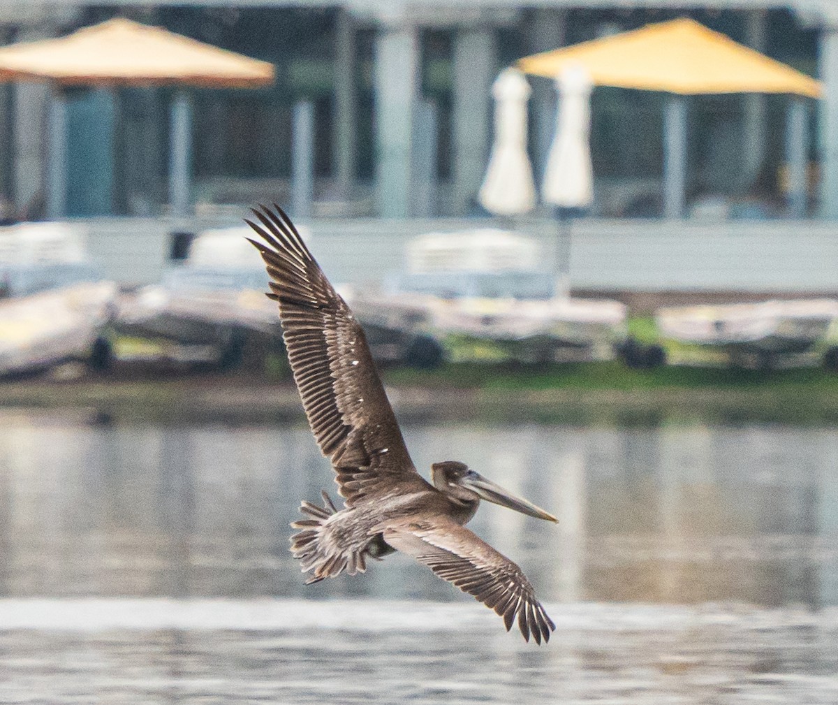 Пелікан бурий - ML644569832