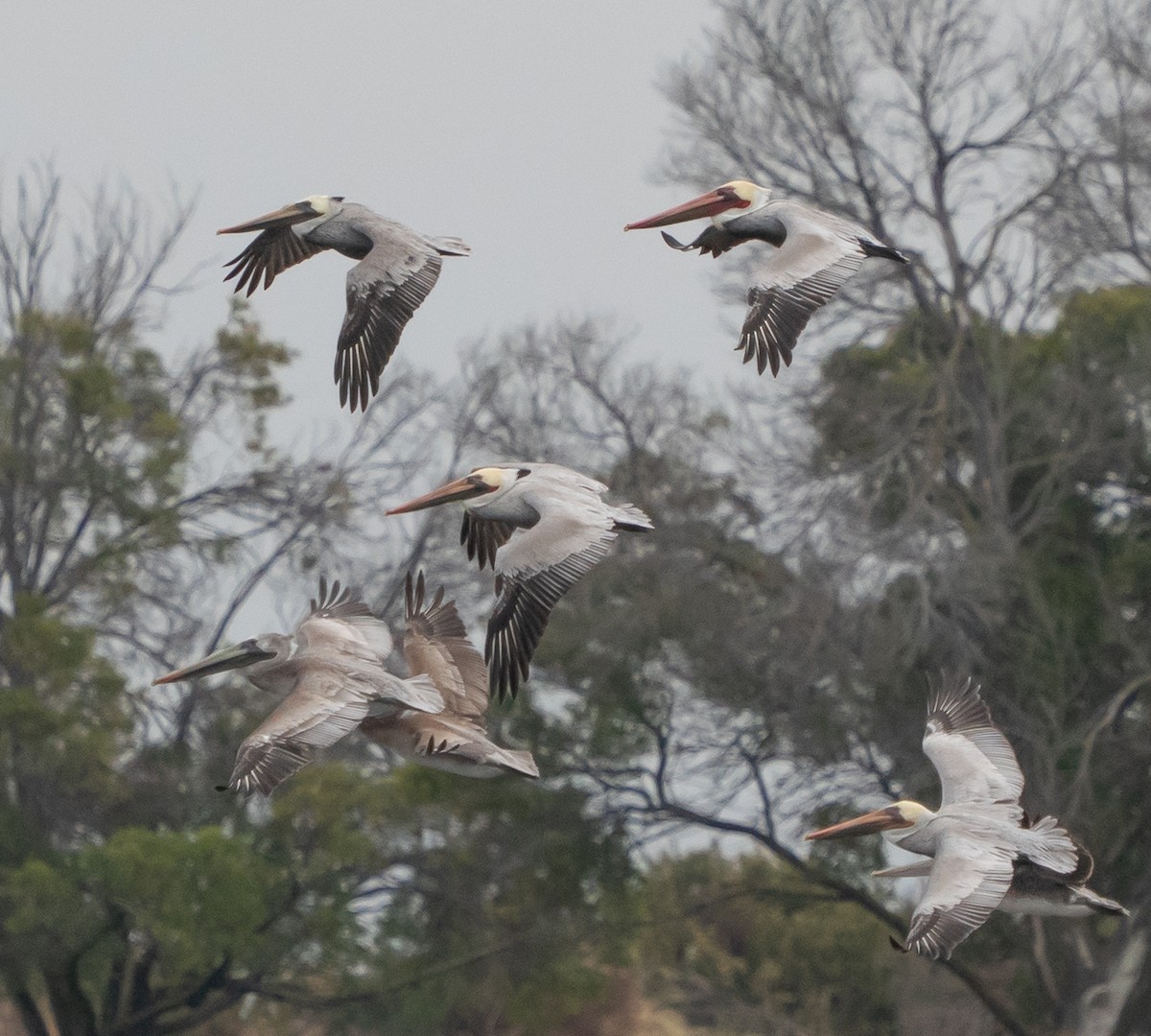 Пелікан бурий - ML644569833