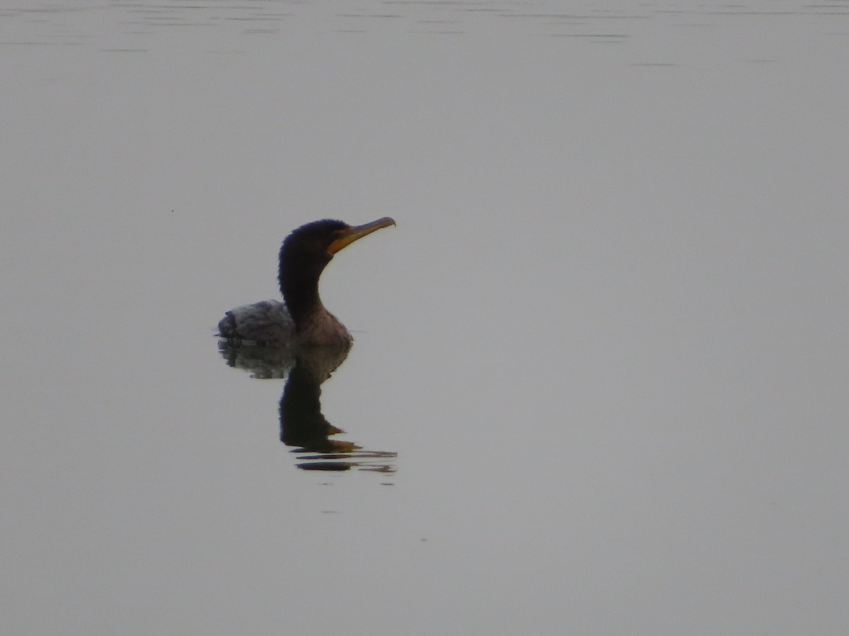 Double-crested Cormorant - ML644569839