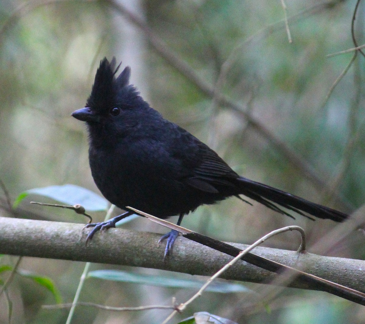 エボシオビロアリモズ - ML644569840