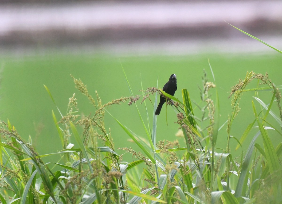 Black-billed Seed-Finch - ML644569844