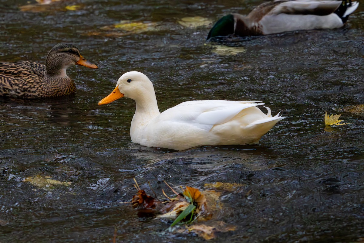 Зэрлэг нугас - ML644569846