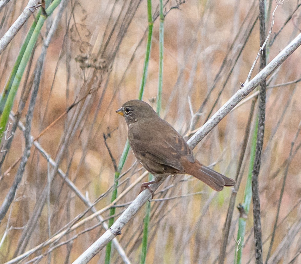 Пасовник рябогрудий - ML644569850