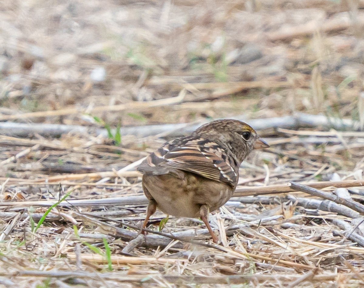 Бруант чорнобровий - ML644569852