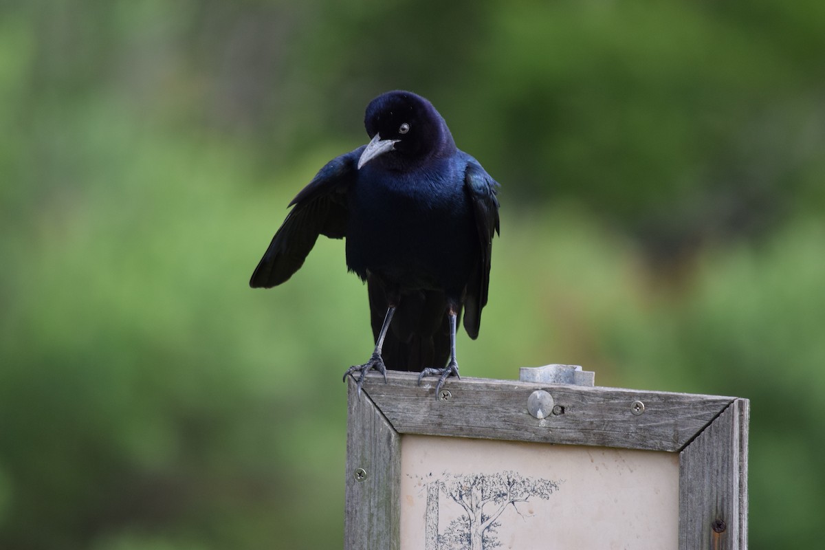Boat-tailed Grackle - ML644569853