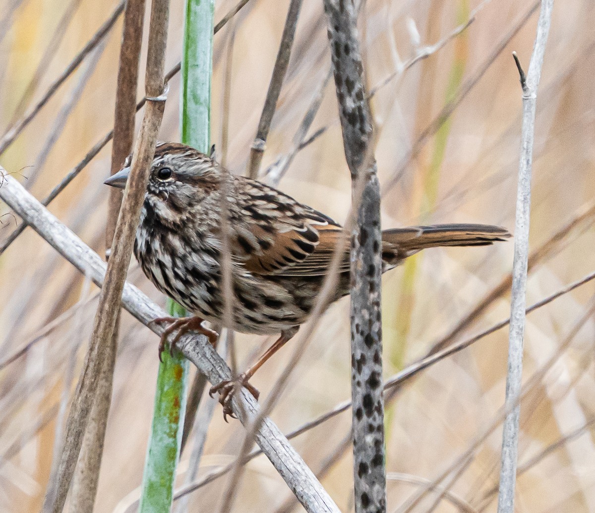 Bruant chanteur - ML644569862