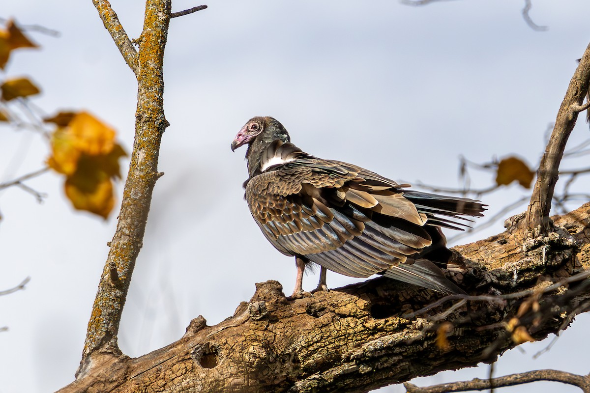Urubu à tête rouge - ML644569864
