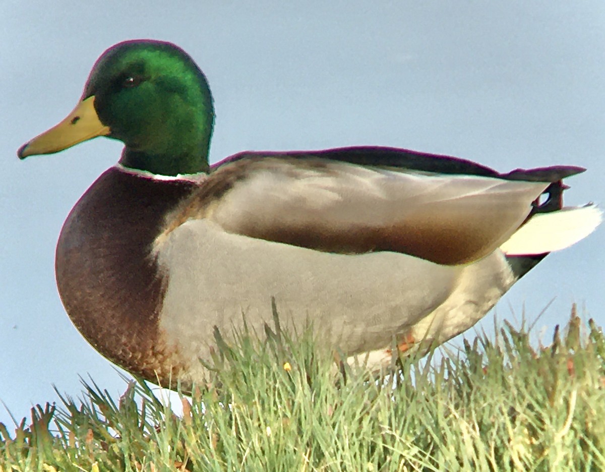 kachna divoká - ML644569865