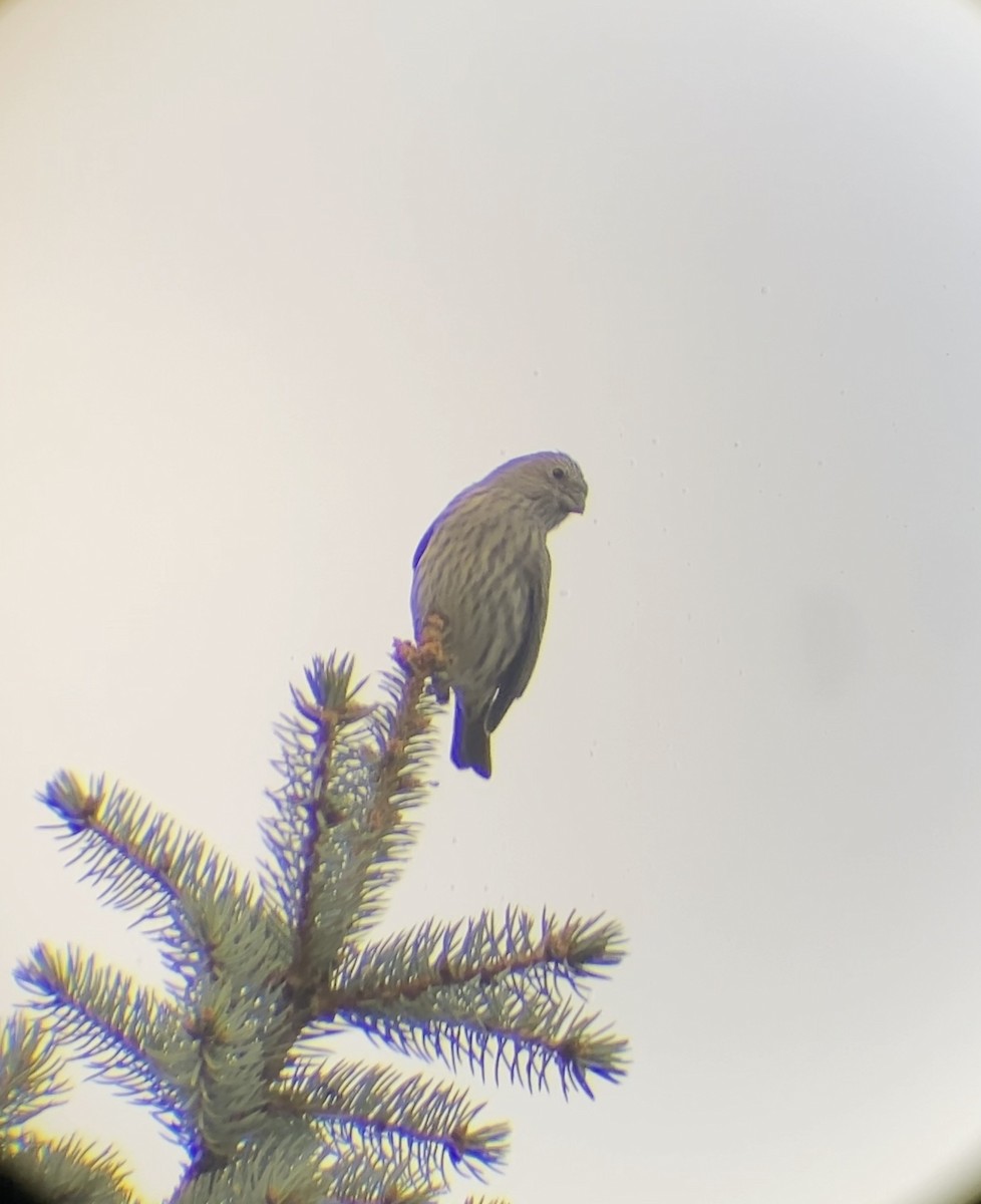 House Finch - ML644569867