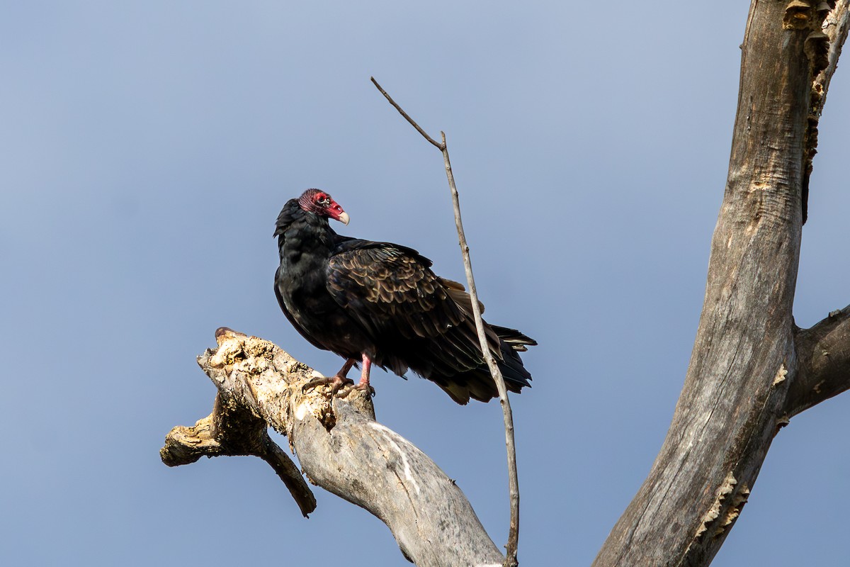 Urubu à tête rouge - ML644569868