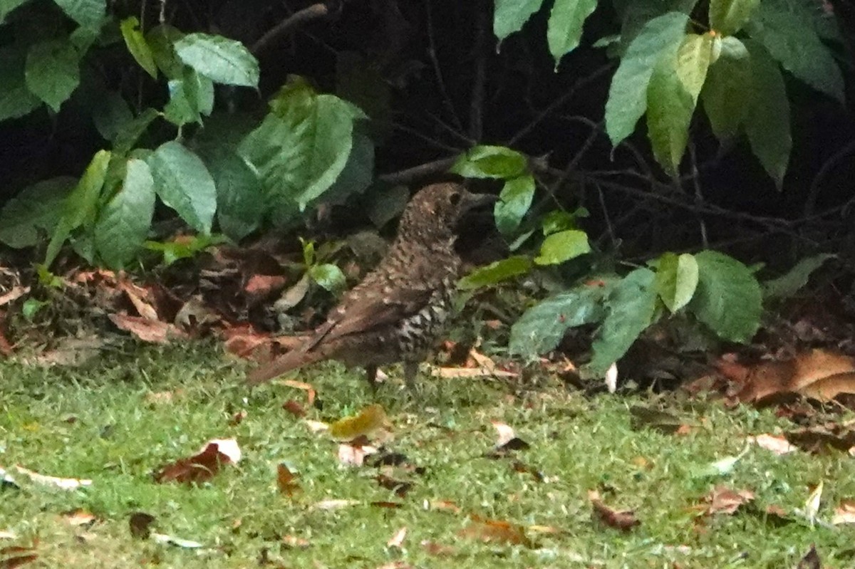 Bassian Thrush - ML644569871