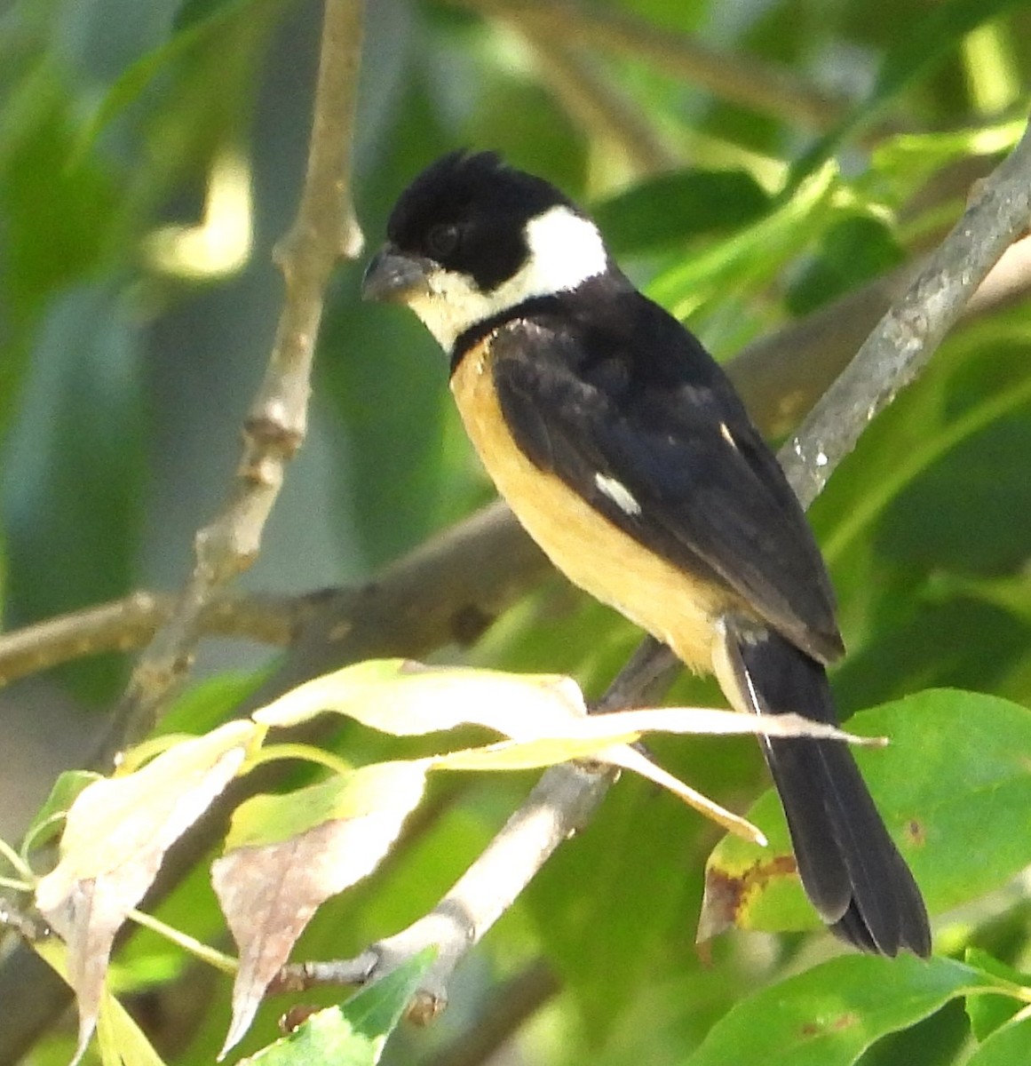 Cinnamon-rumped Seedeater - ML644569872