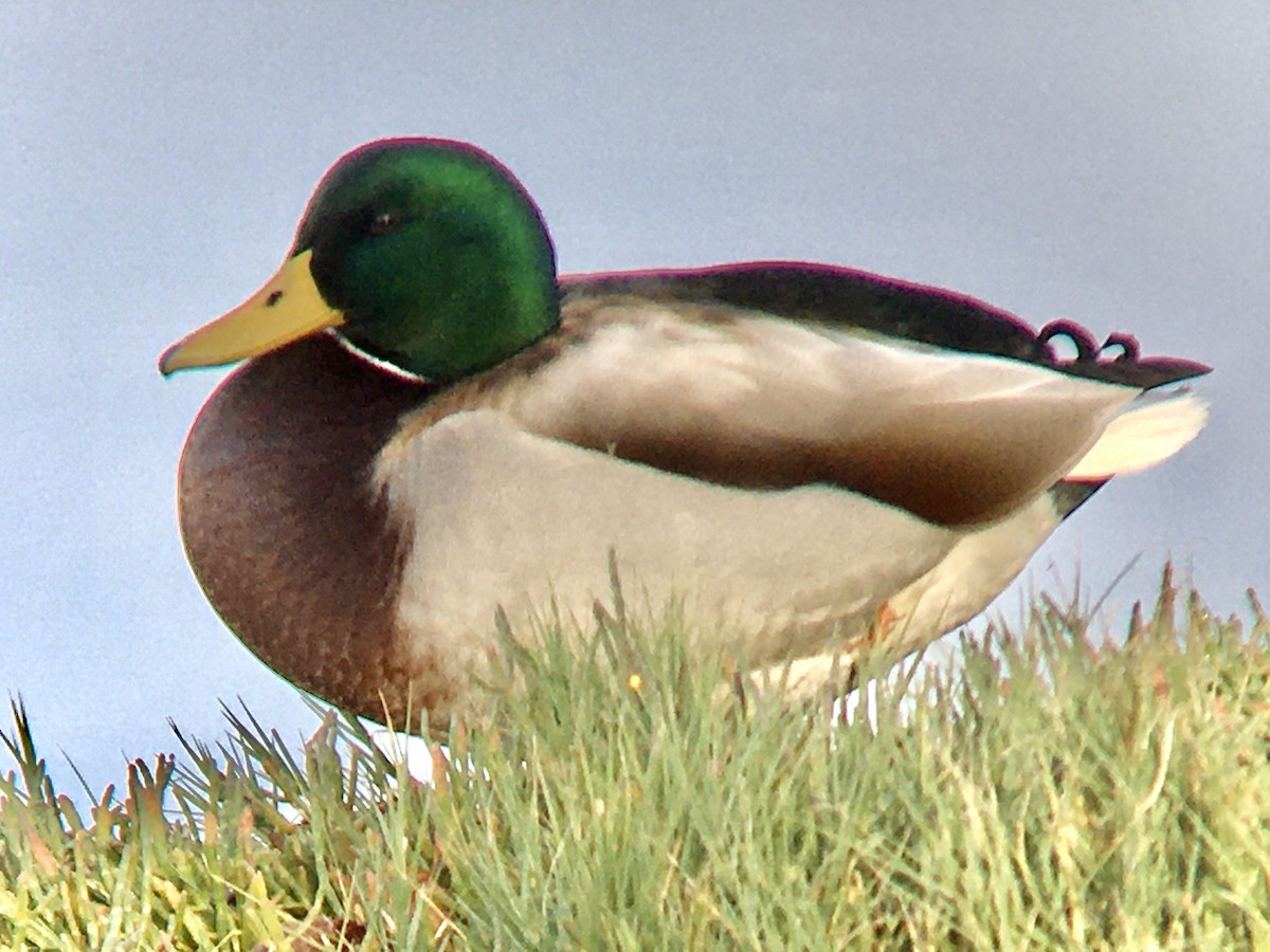 kachna divoká - ML644569875