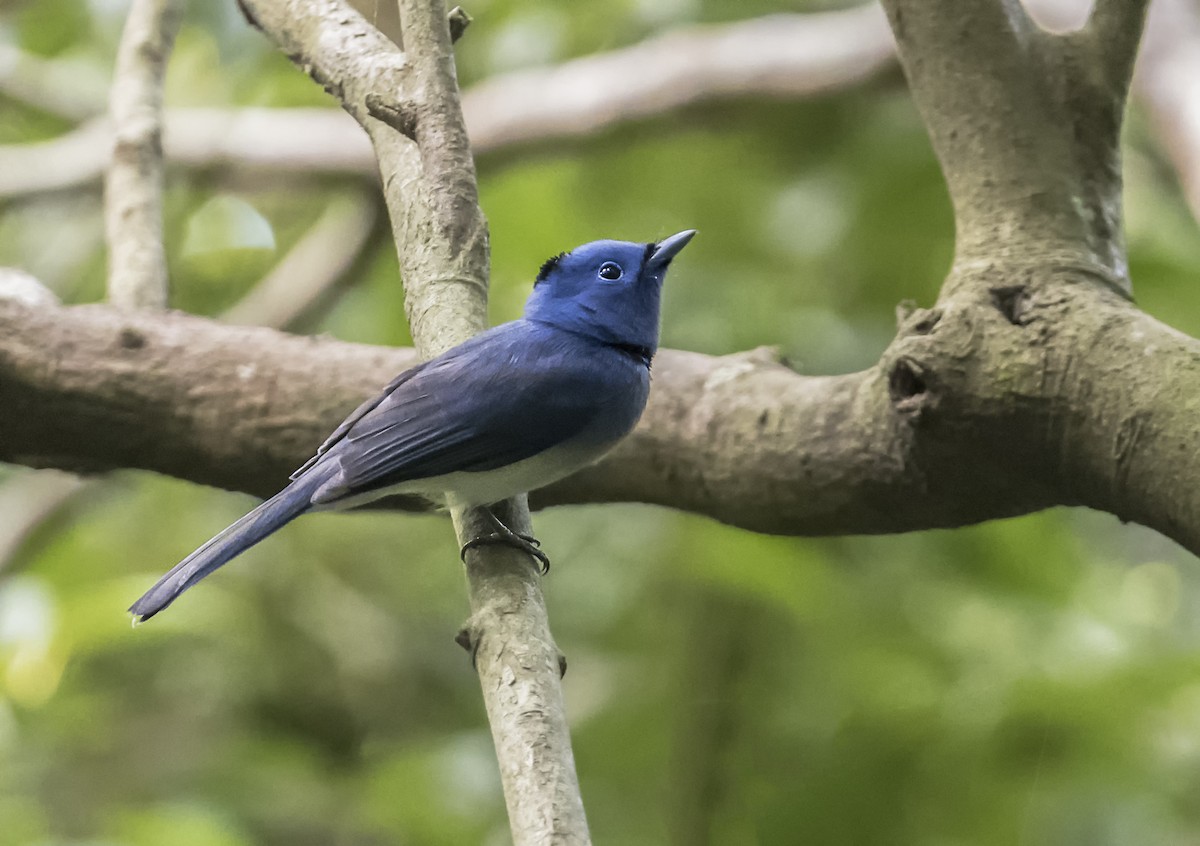 svartnakkemonark - ML644569876