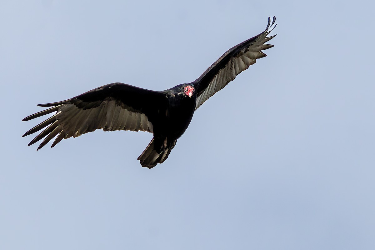 Urubu à tête rouge - ML644569877