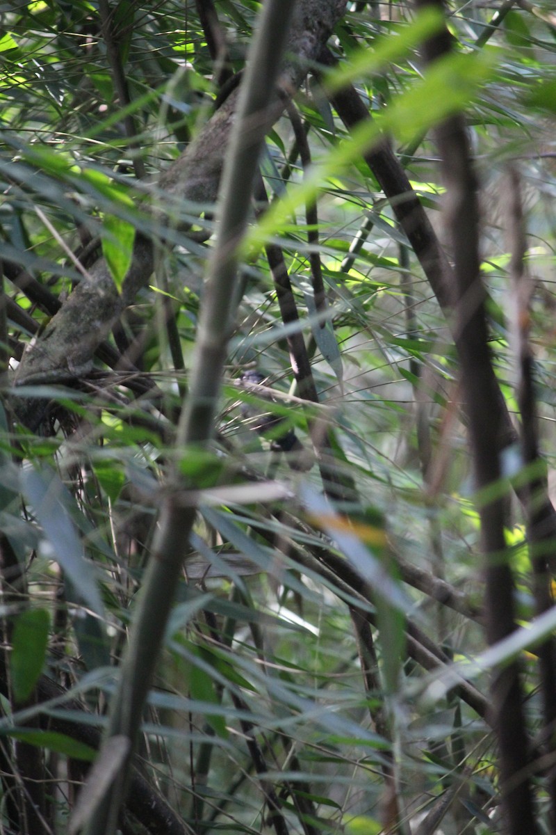 ノドグロシコンコメワリ - ML644569878