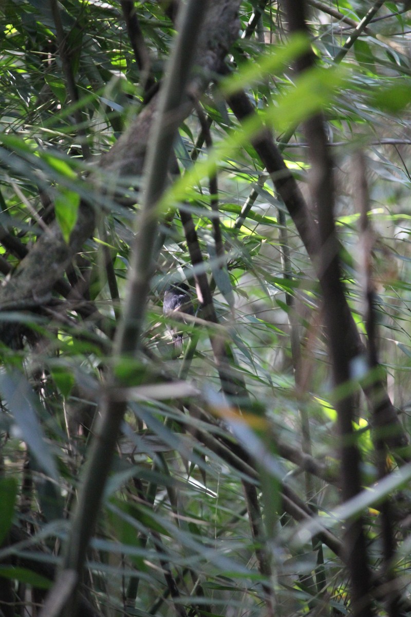 ノドグロシコンコメワリ - ML644569879