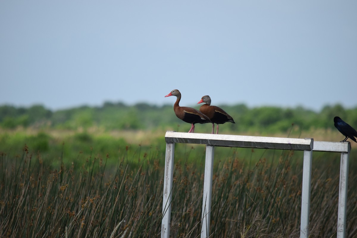 Black-bellied Whistling-Duck - ML644569880