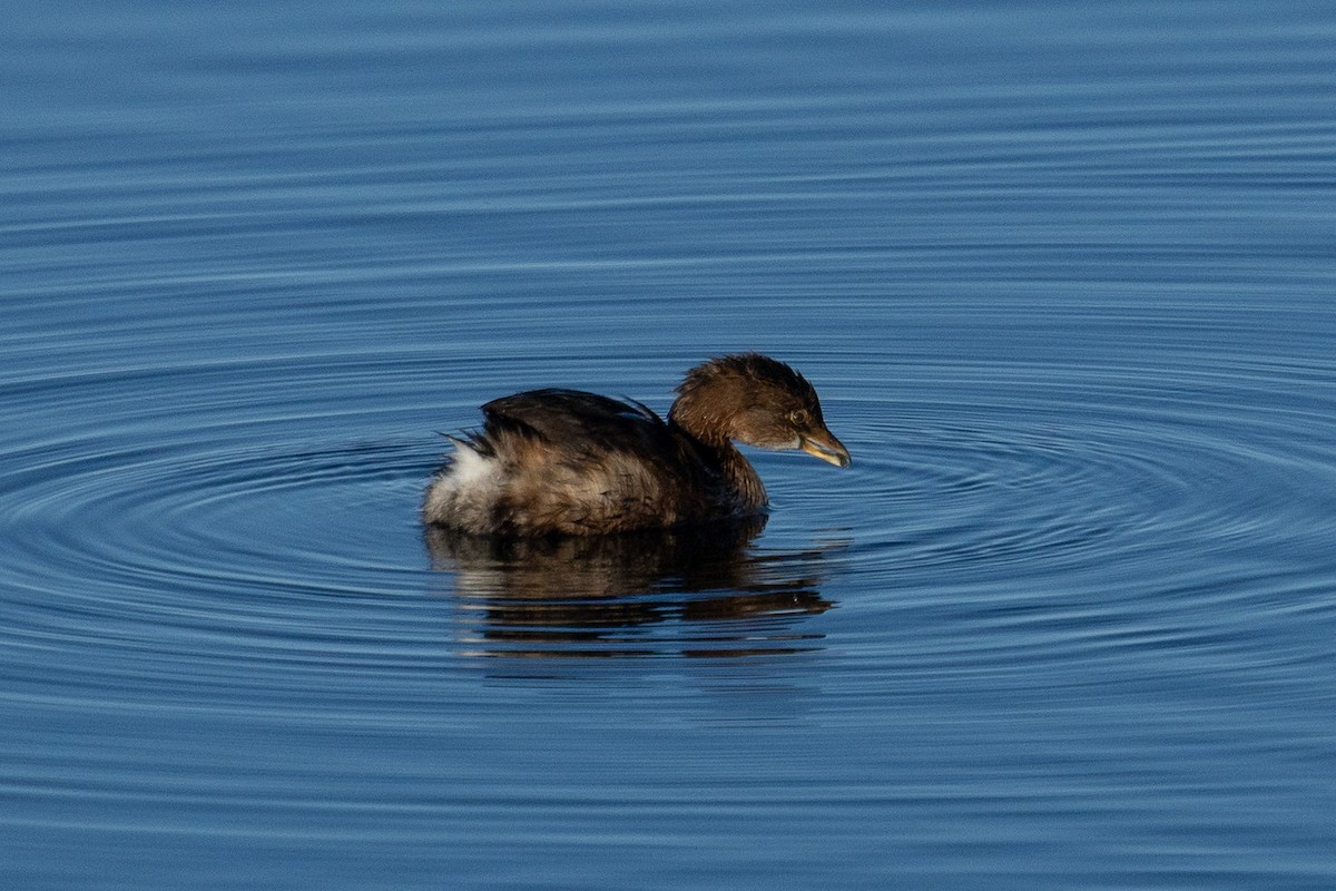 potápka americká - ML644569884