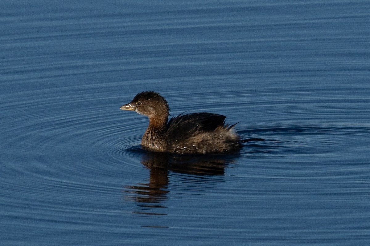 potápka americká - ML644569885