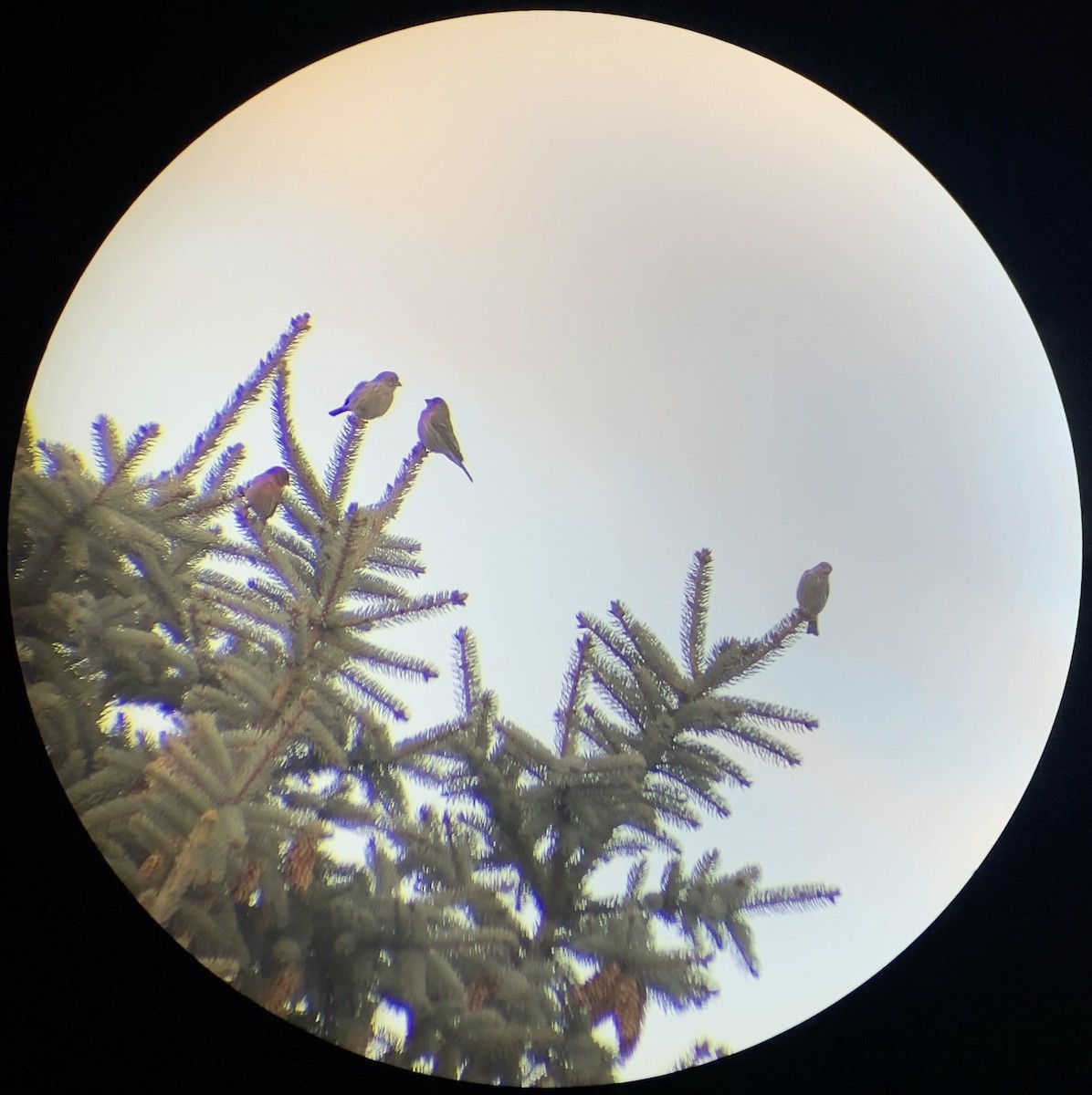 House Finch - ML644569886