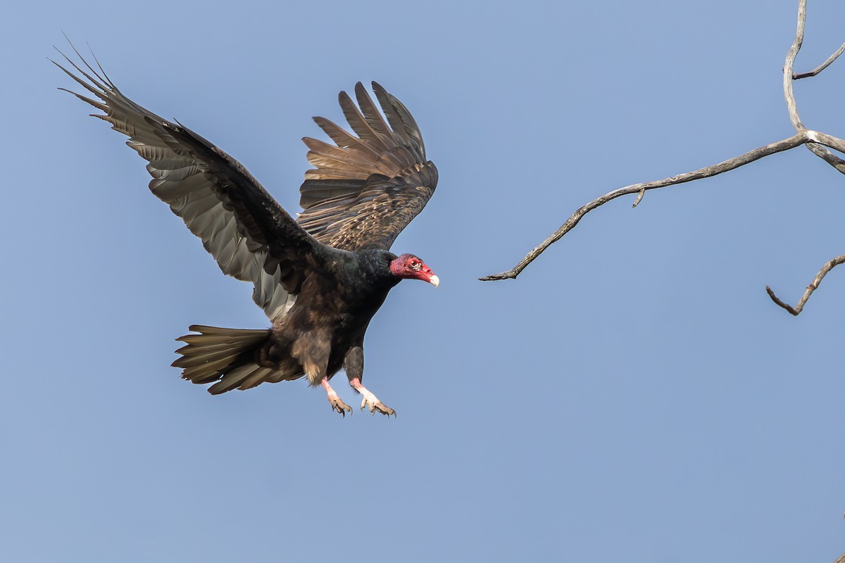 Urubu à tête rouge - ML644569888