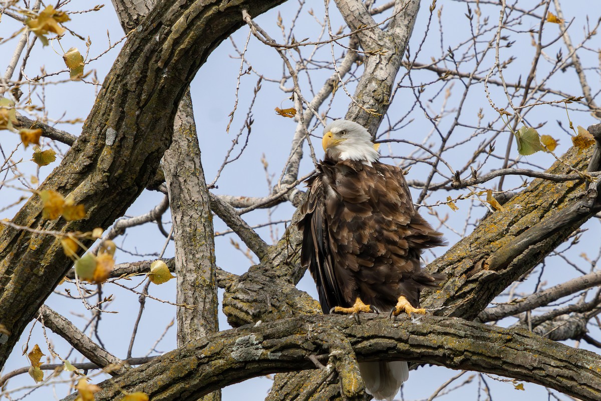 Bald Eagle - ML644569893