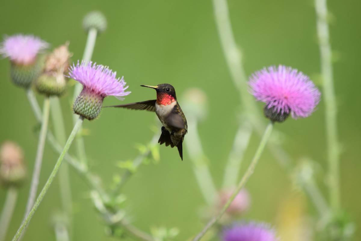 Ruby-throated Hummingbird - ML644569894