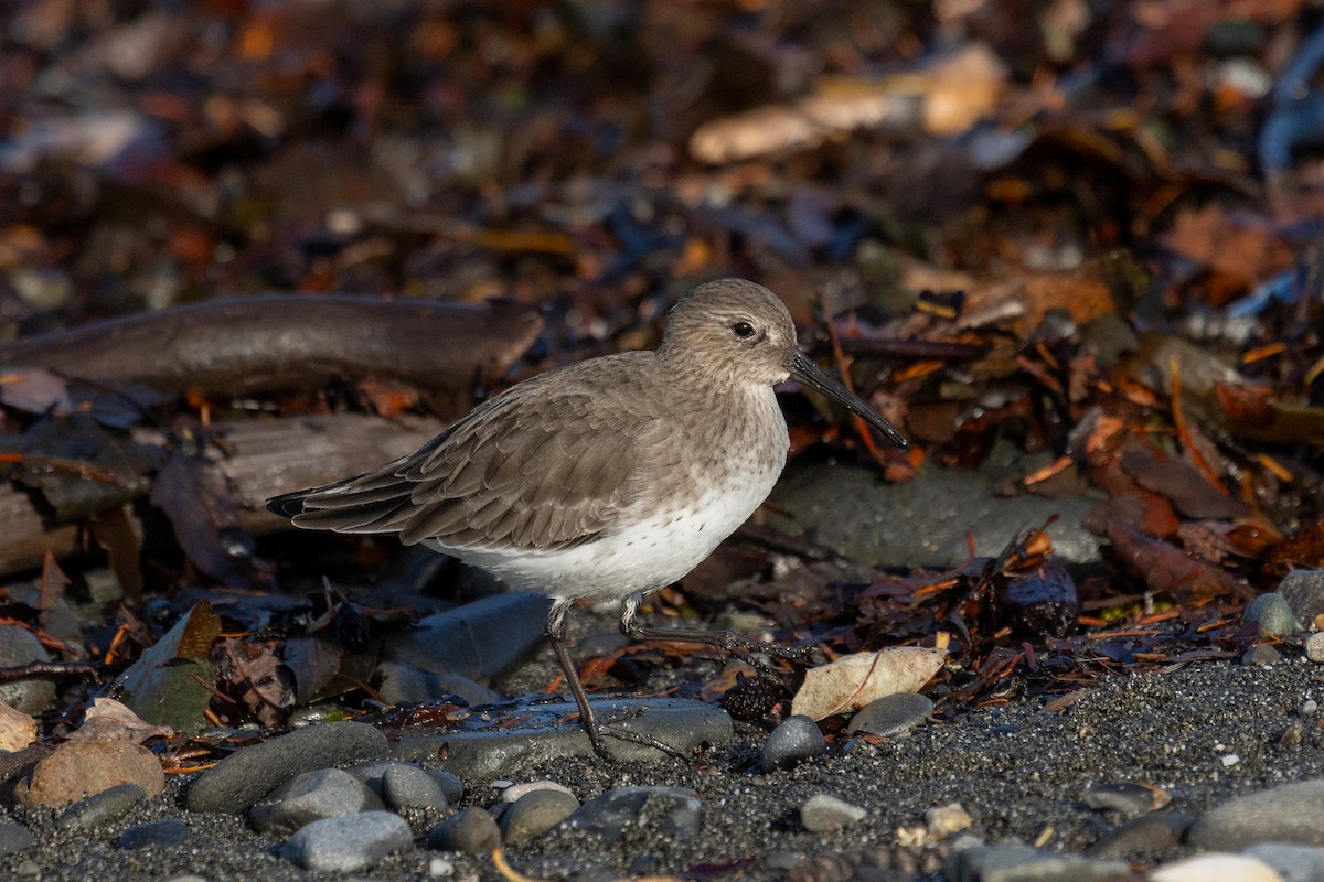 jespák obecný - ML644569895