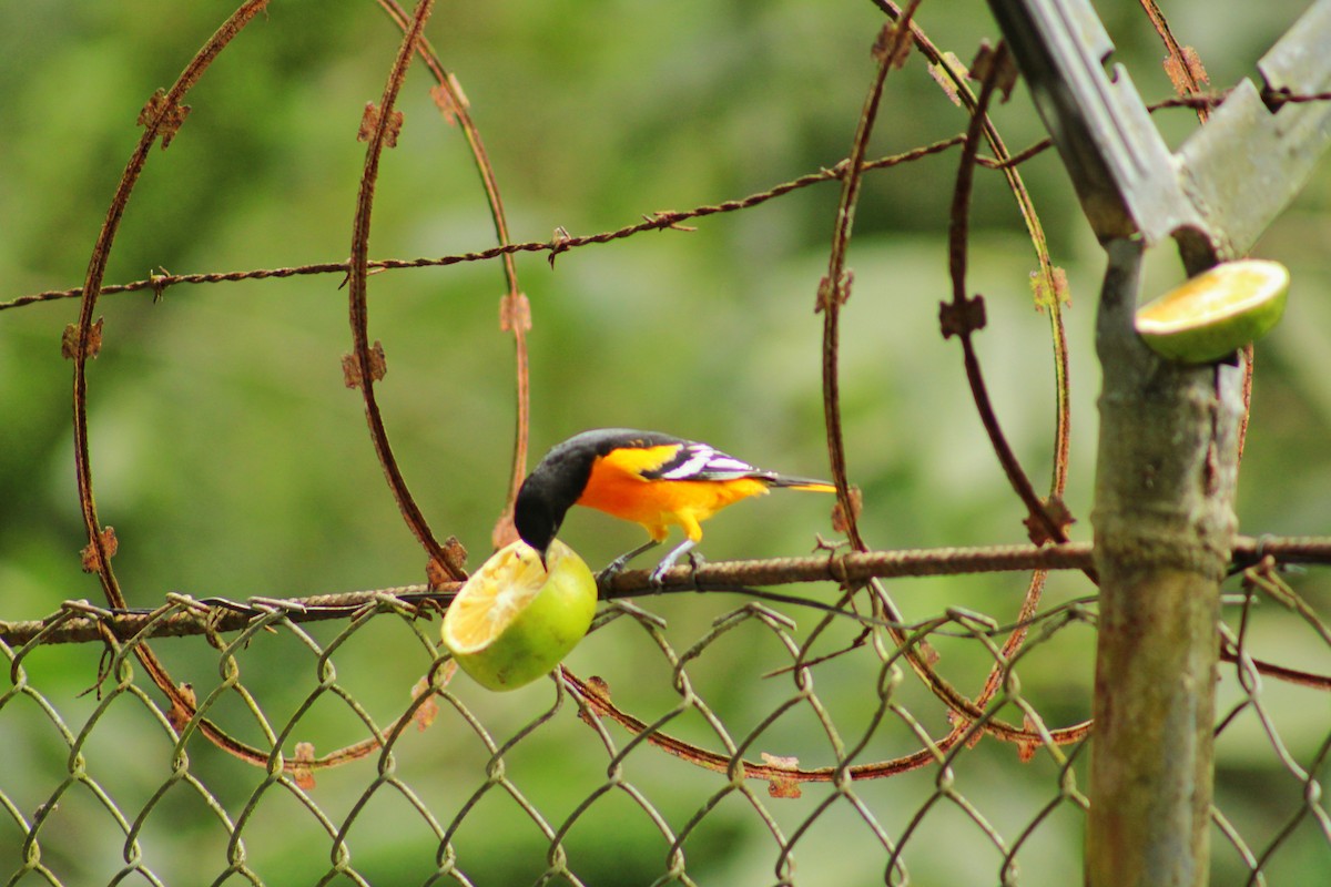 Oriole de Baltimore - ML644569903