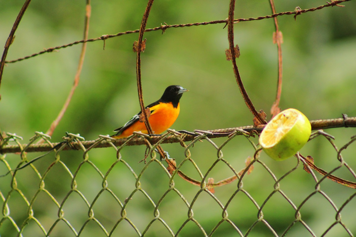 Oriole de Baltimore - ML644569904