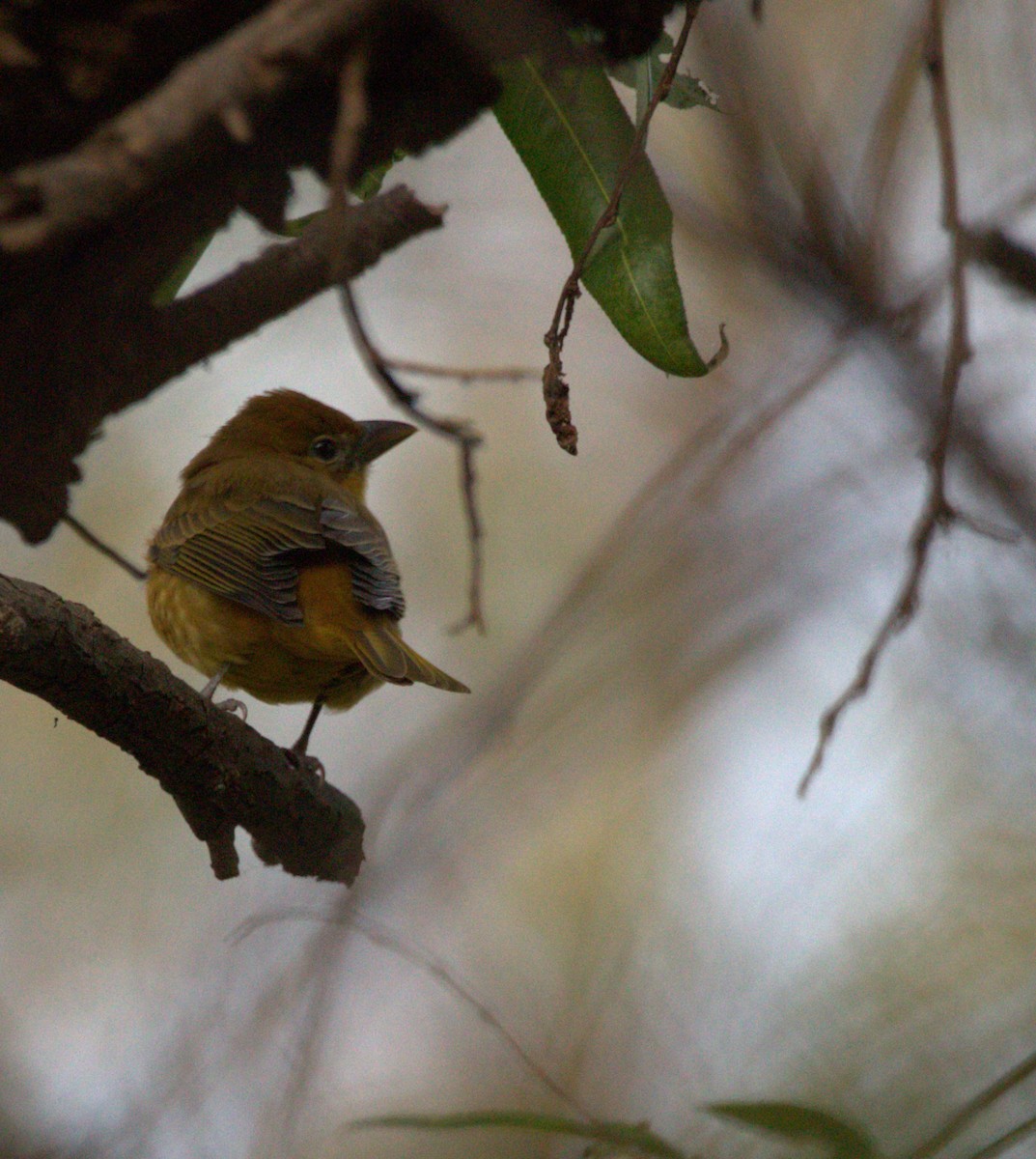 Piranga gorria - ML644569906