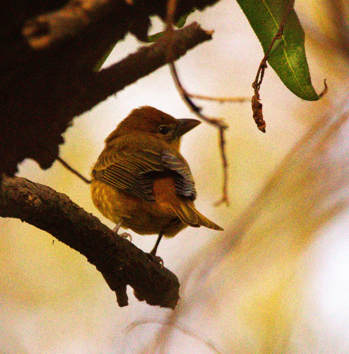 Piranga gorria - ML644569907