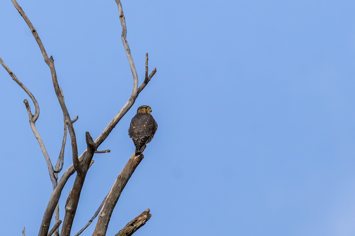 Merlin - ML644569910