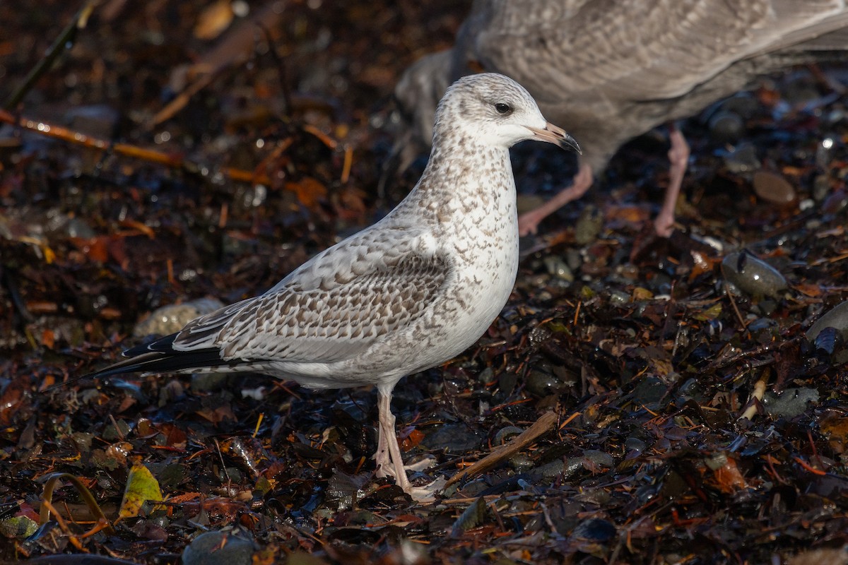 racek kroužkozobý - ML644569911