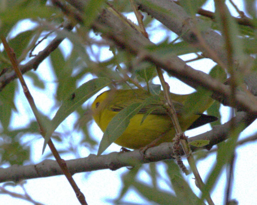 Wilson's Warbler - ML644569917