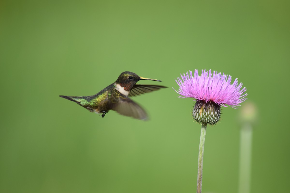 Ruby-throated Hummingbird - ML644569919