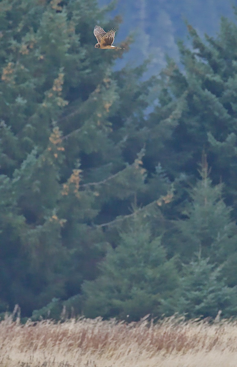 mørkmyrhauk - ML644569924